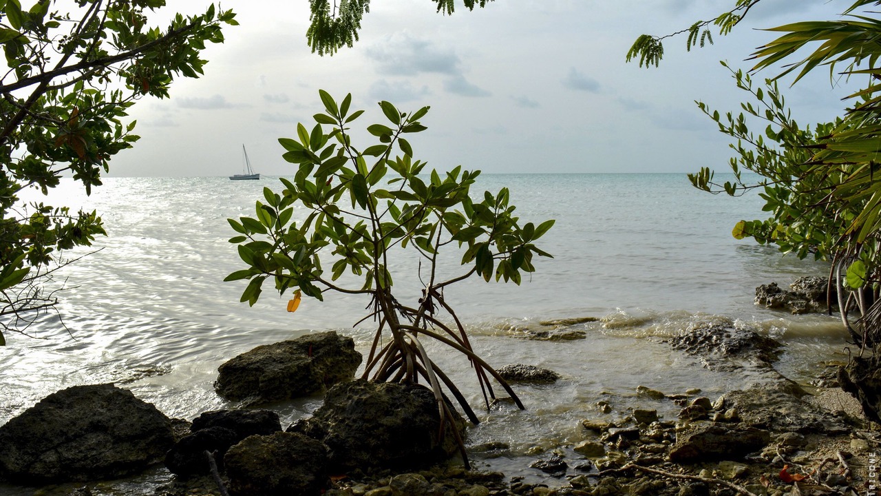 Photo of Others in Sarteneja