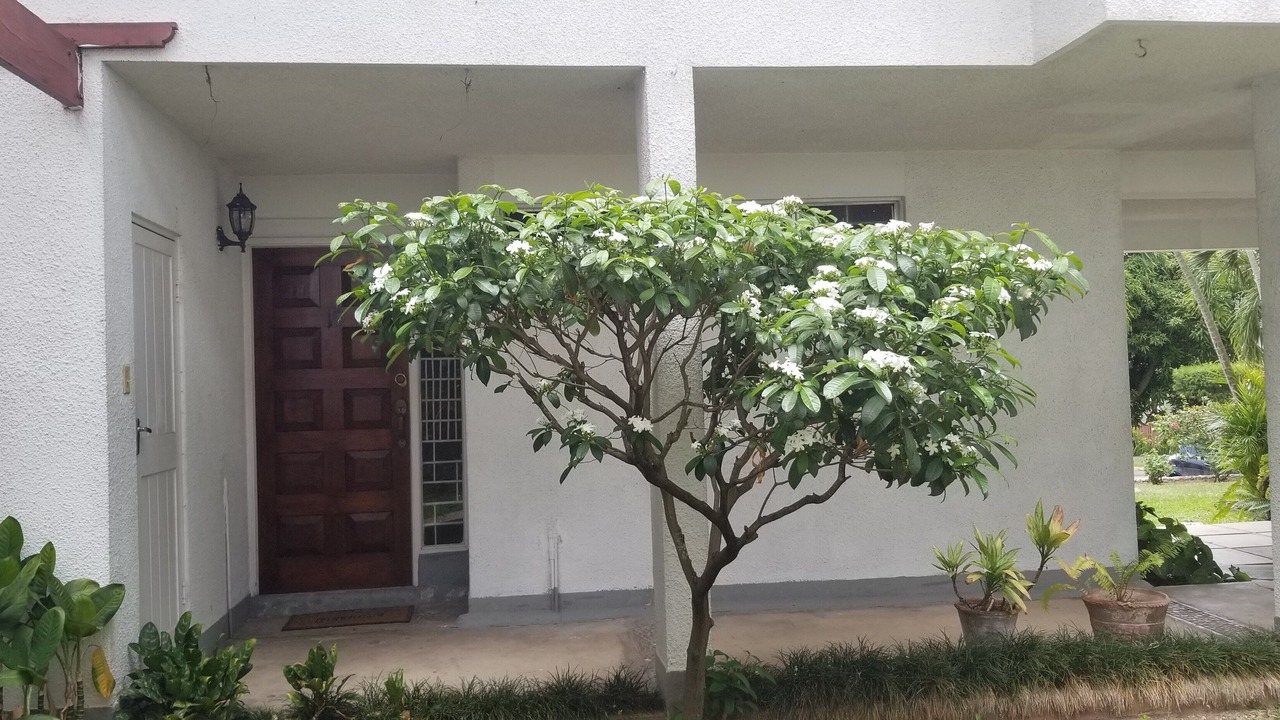 Photo of Outdoor in Constant Spring