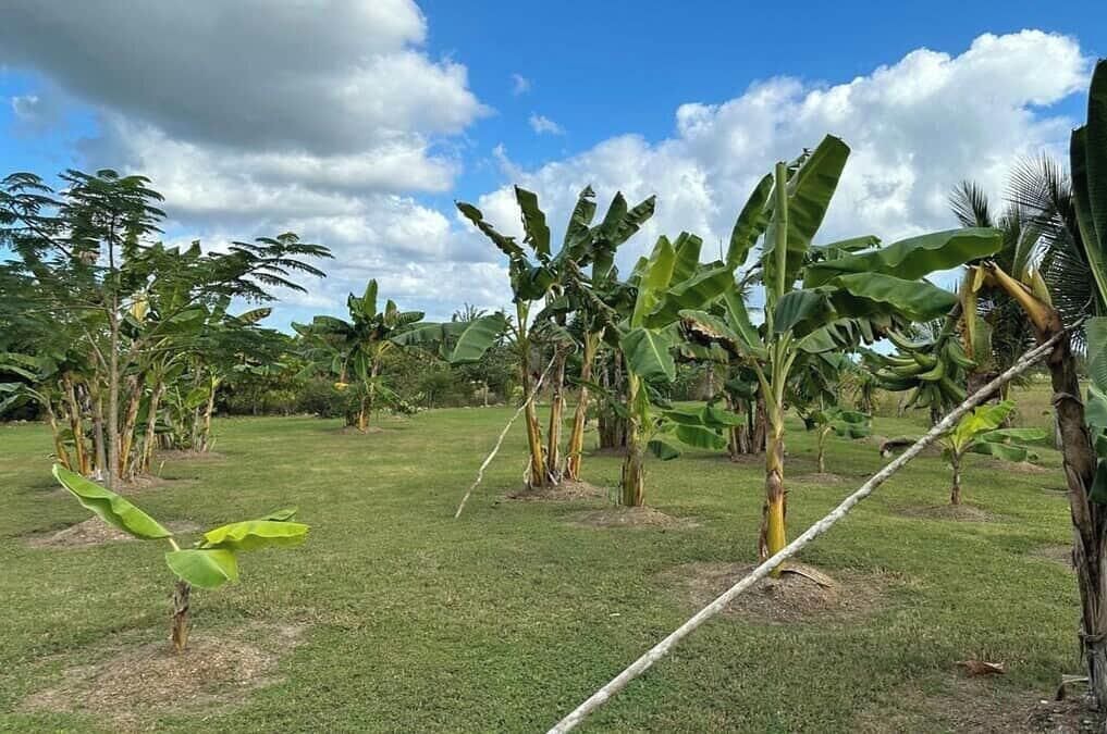 Photo of Outdoor in Spanish Lookout