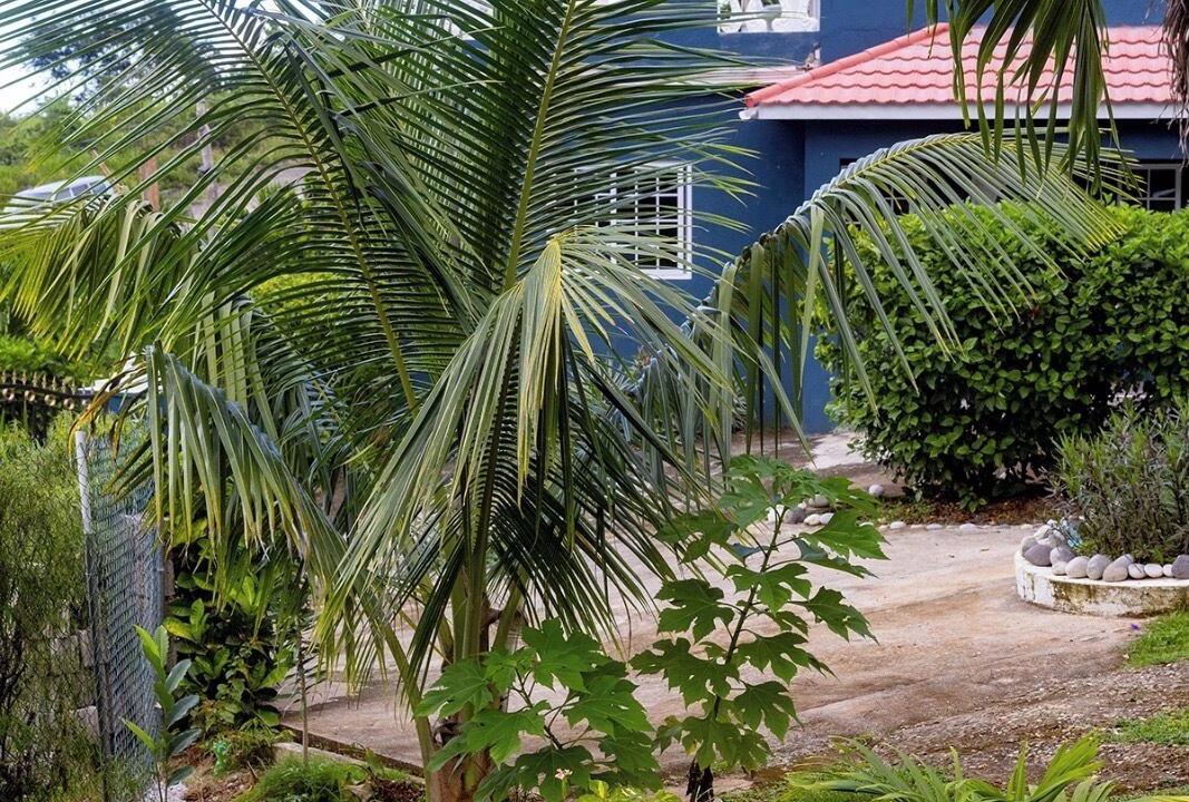 Photo of Outdoor in Ocho Rios