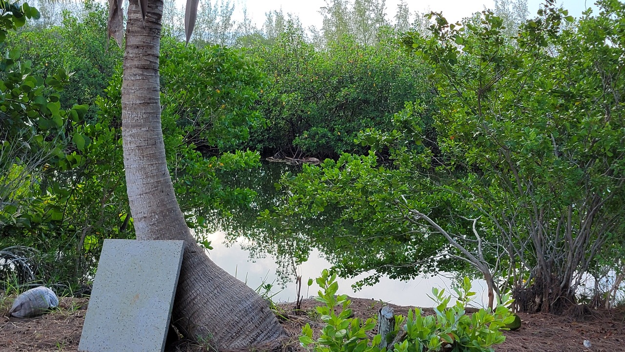 Photo of Outdoor in Bahama Palm Shores