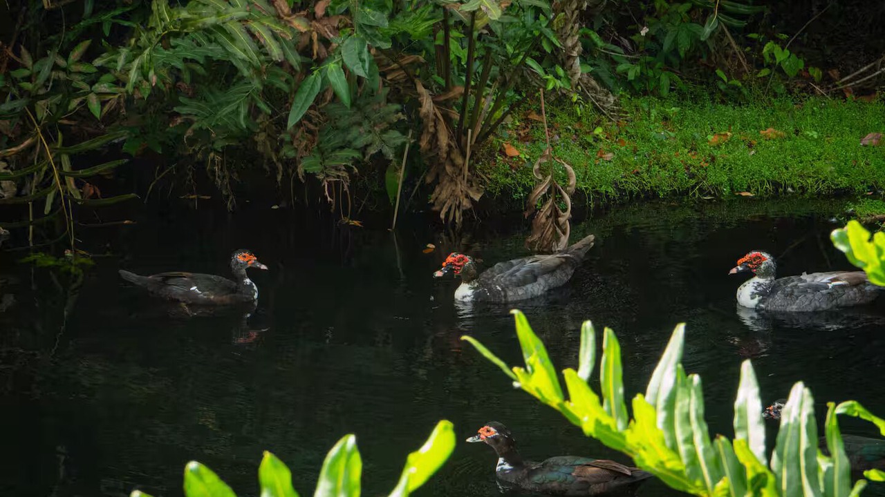 Photo of Others in Las Terrenas