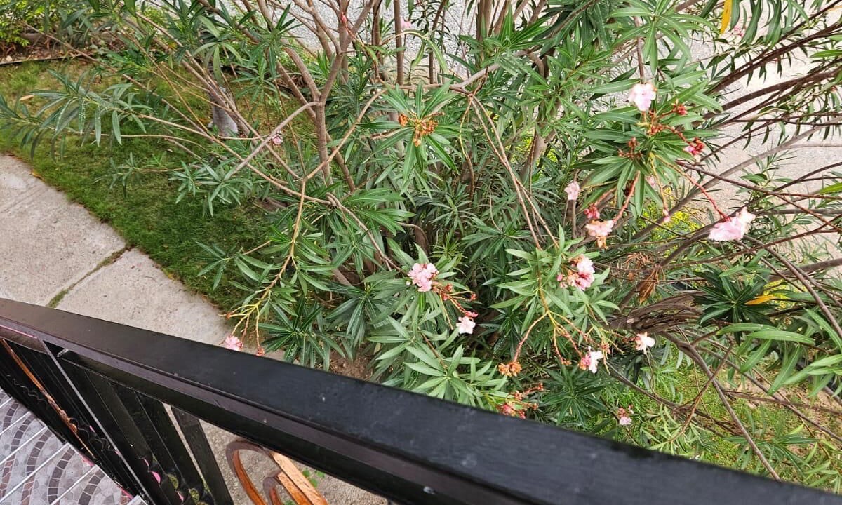 Photo of Outdoor in Portmore