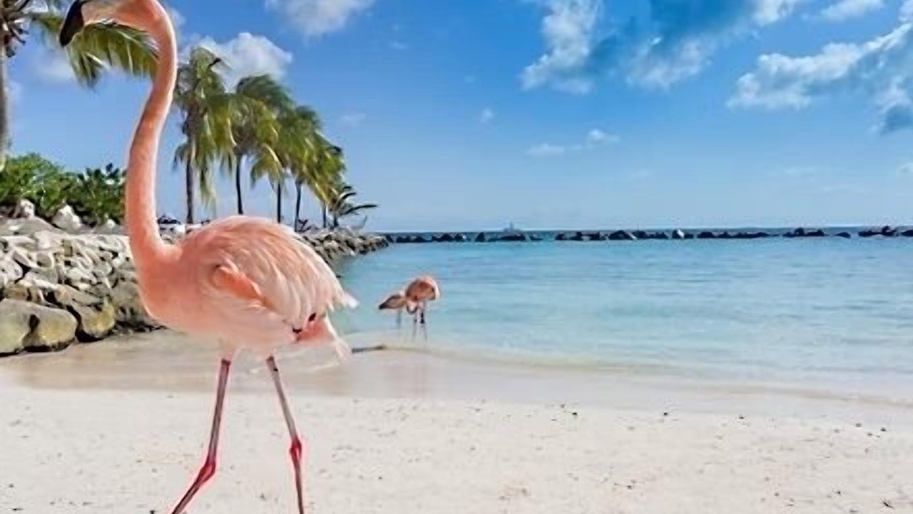 Photo of Others in Oranjestad-West