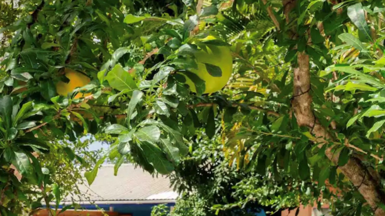 Photo of Outdoor in Rodney Bay
