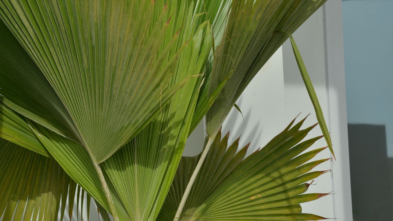 Photo of Outdoor in Palm Beach