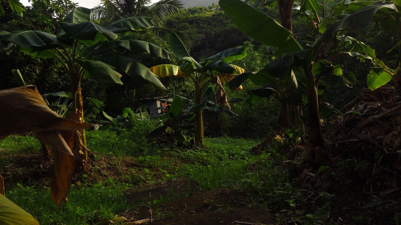 Photo of Outdoor in Vieux Fort Quarter