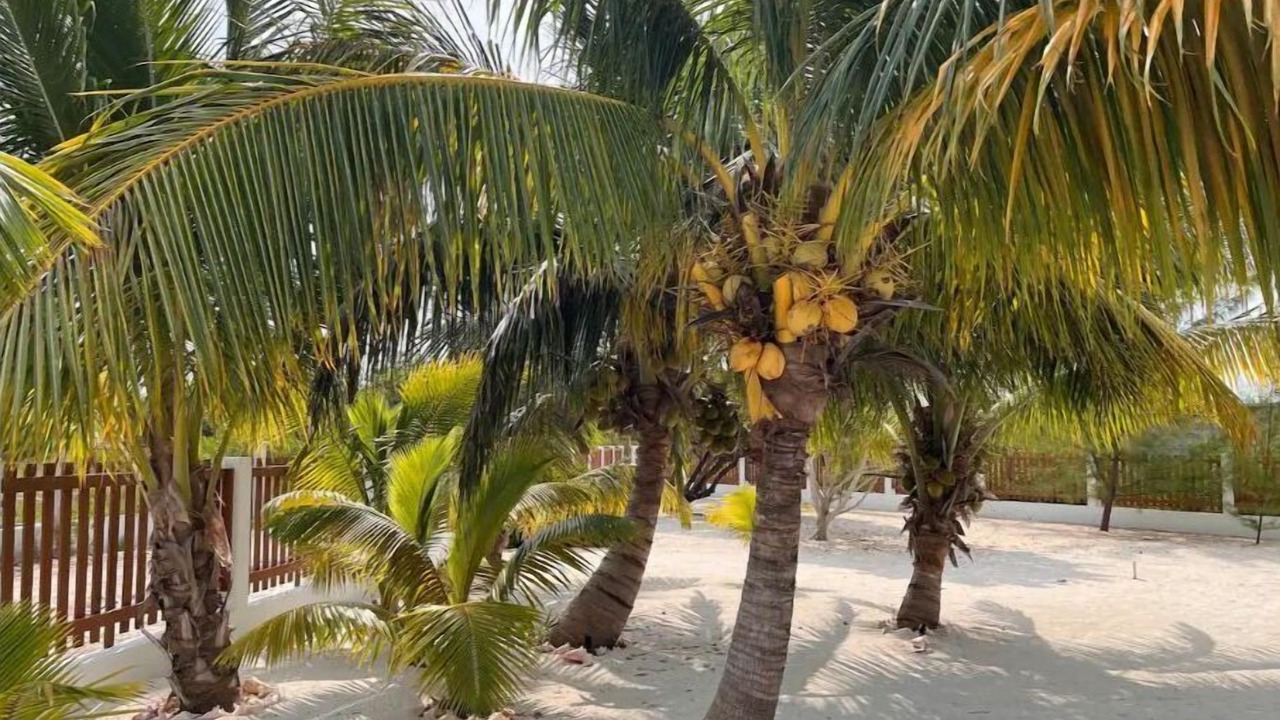 Photo of Outdoor in Caye Caulker