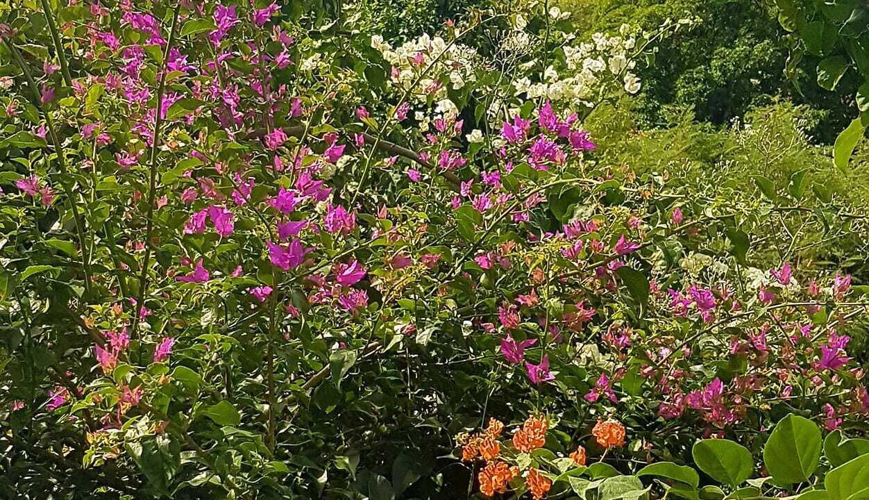 Photo of Outdoor in Johnson's Point