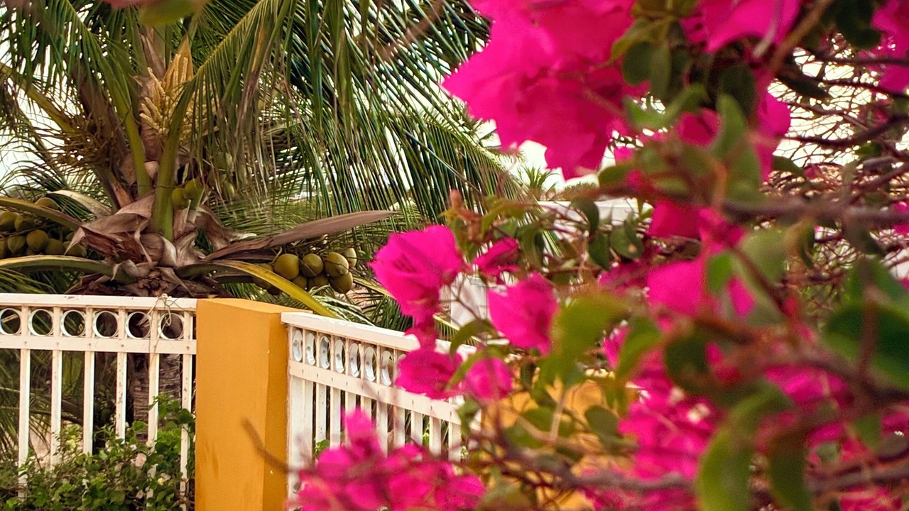 Photo of Outdoor in Palm Beach