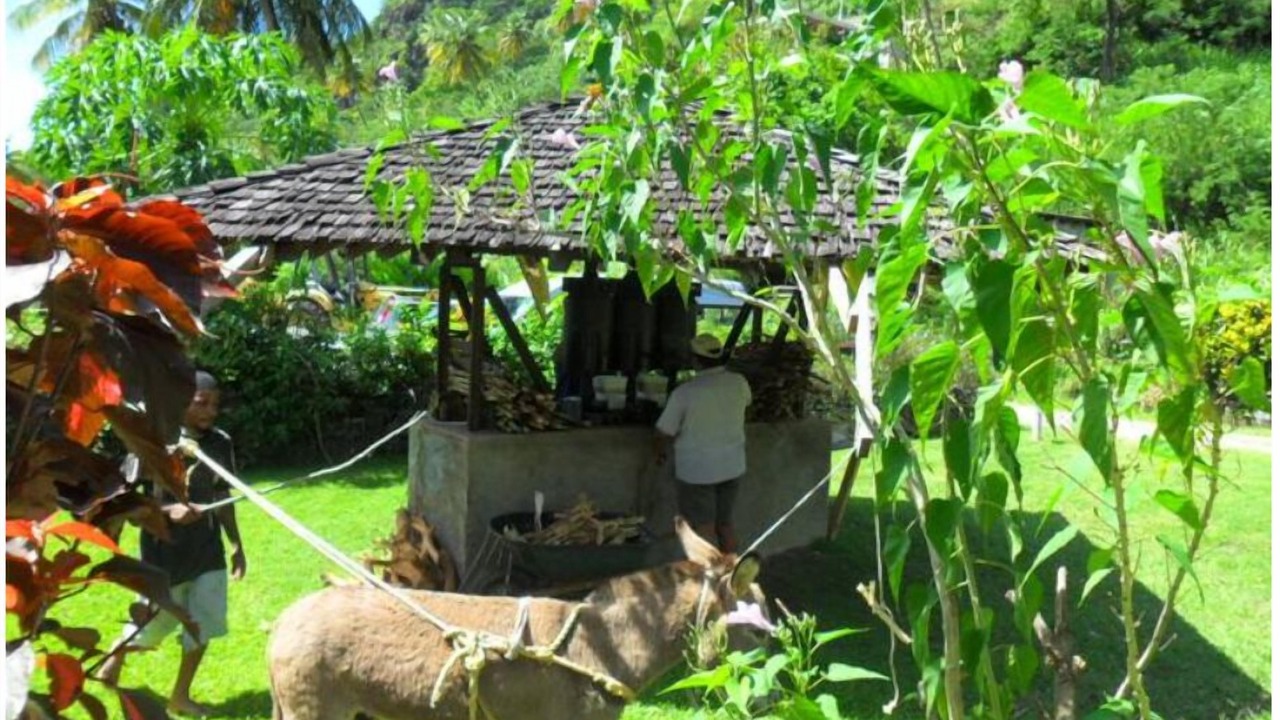Photo of Others in Palmiste