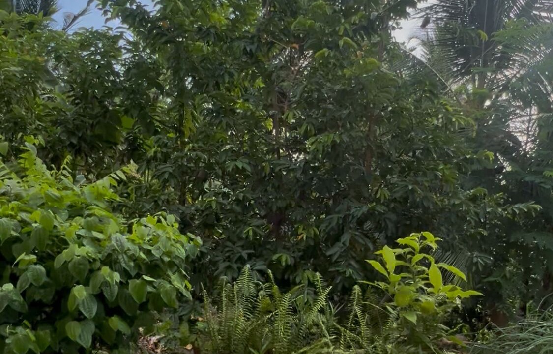 Photo of Outdoor in Port Antonio