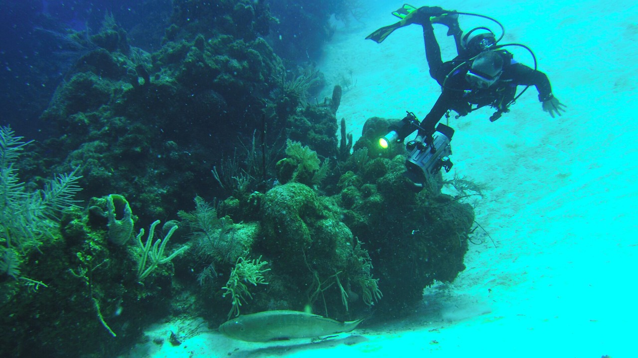 Photo of Others in Placencia