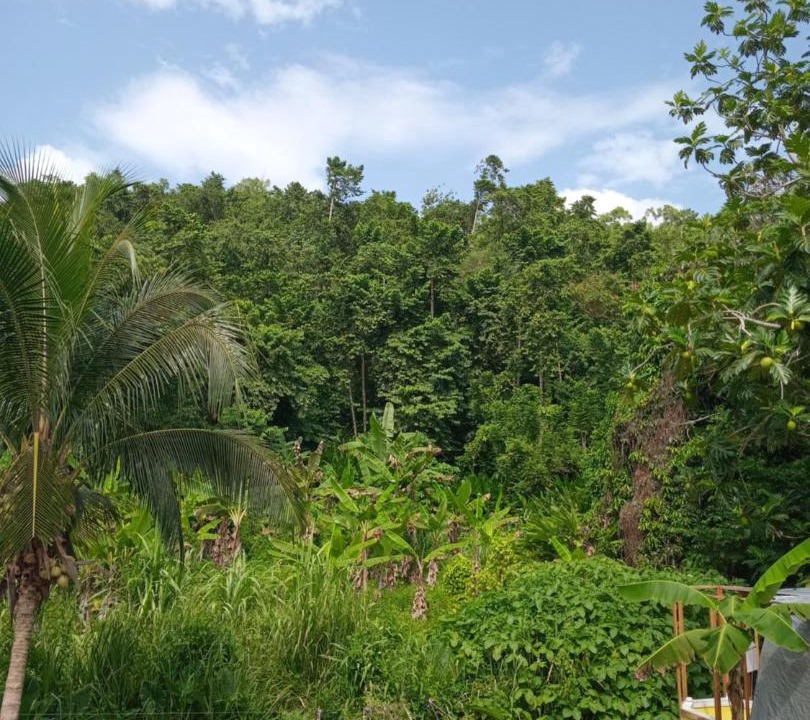 Photo of Others in Port Antonio