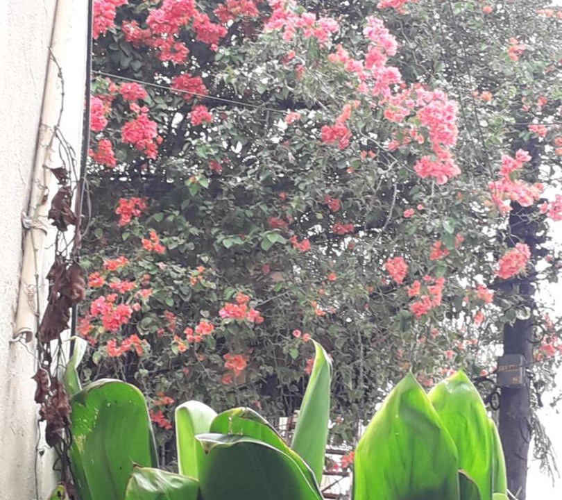 Photo of Others in Santo Domingo Este