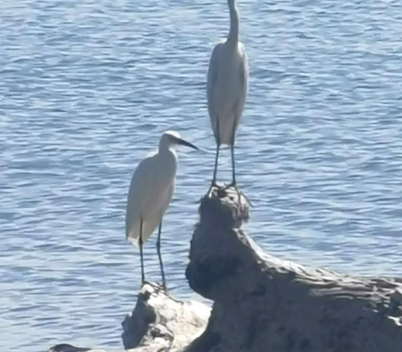 Photo of Others in Puerto Bahia