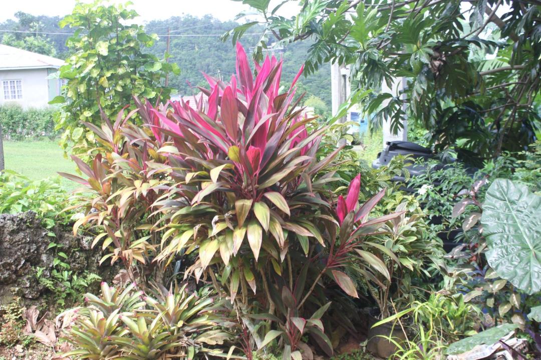 Photo of Others in Port Antonio