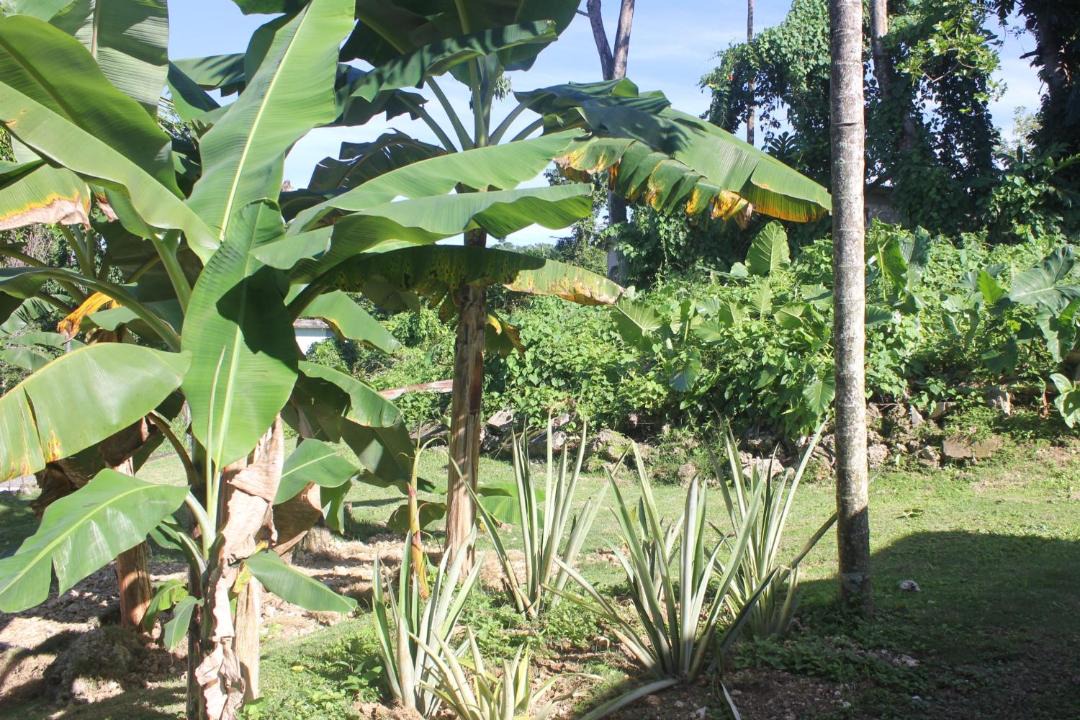 Photo of Others in Port Antonio
