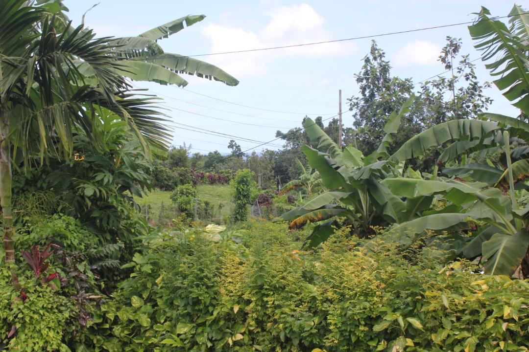 Photo of Outdoor in Port Antonio
