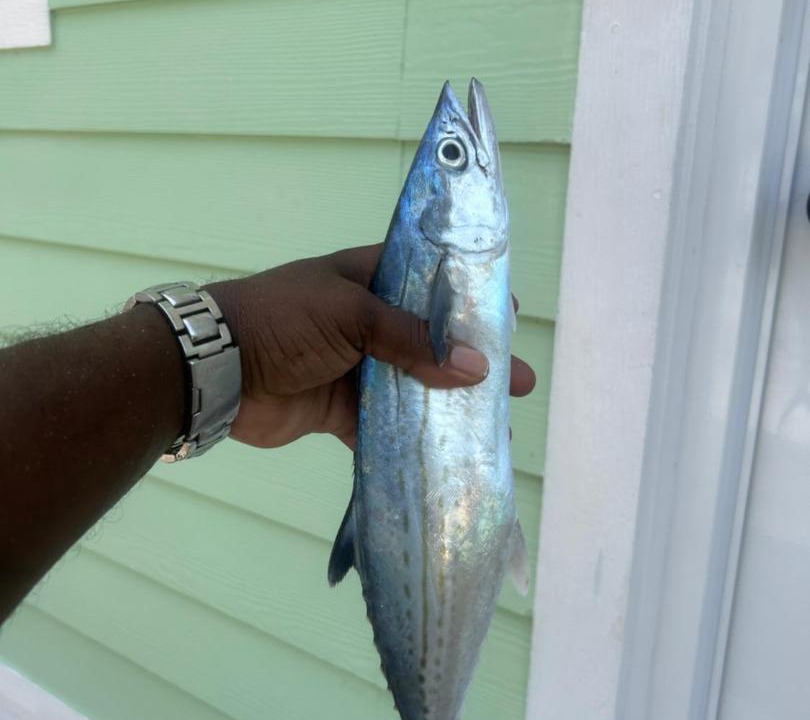 Photo of Others in Savannah Sound