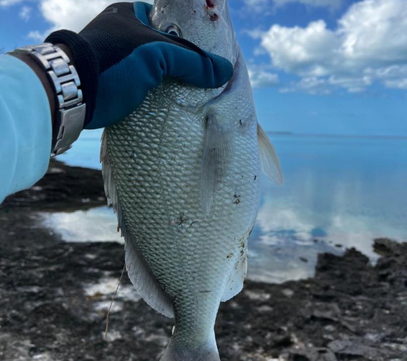 Photo of Others in Savannah Sound