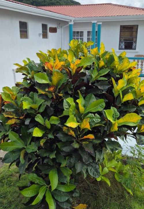 Photo of Others in Gros Islet
