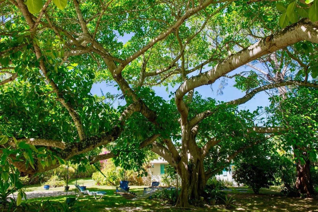 Photo of Others in North Palmetto Point