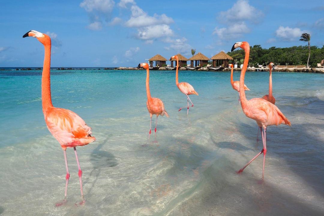 Photo of Others in Oranjestad