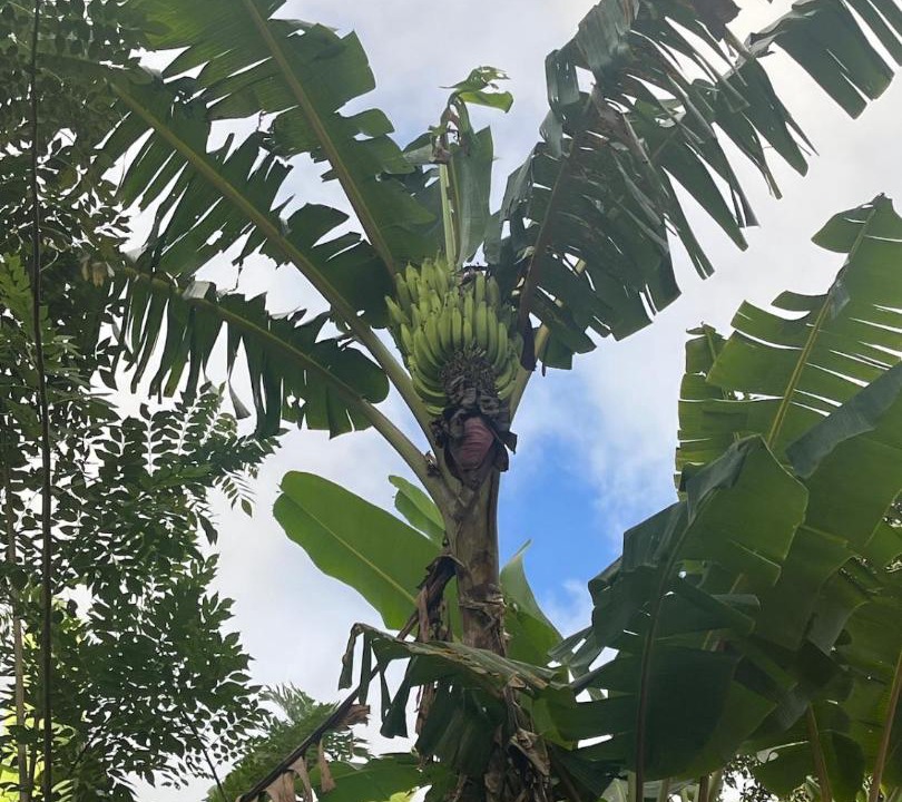 Photo of Outdoor in Soufriere Quarter