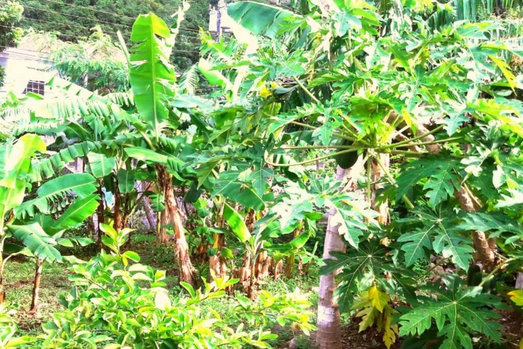 Photo of Others in Soufriere
