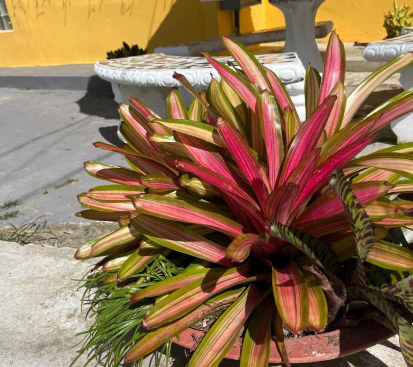 Photo of Others in Quemados
