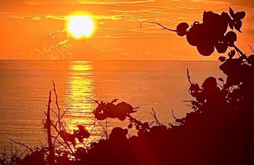 Oracabessa House | 5 different SEA side cottages in TROPICAL garden