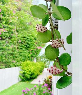 Dickenson Bay Villa | Ocean Garden Studio I